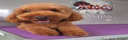 Cavapoo dogs for sale: 1 year old female  - Advert 1