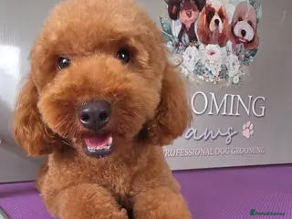 Cavapoo dogs 1 year old female - Advert 3