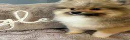 Pomsky dogs for sale: Stunning  **  Pomsky Boy - Advert 4