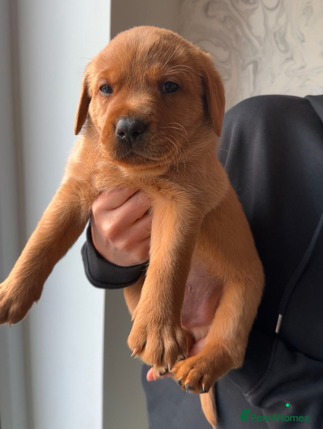 Labrador Retriever dogs Foxy Red Labrador Puppies - Advert 18