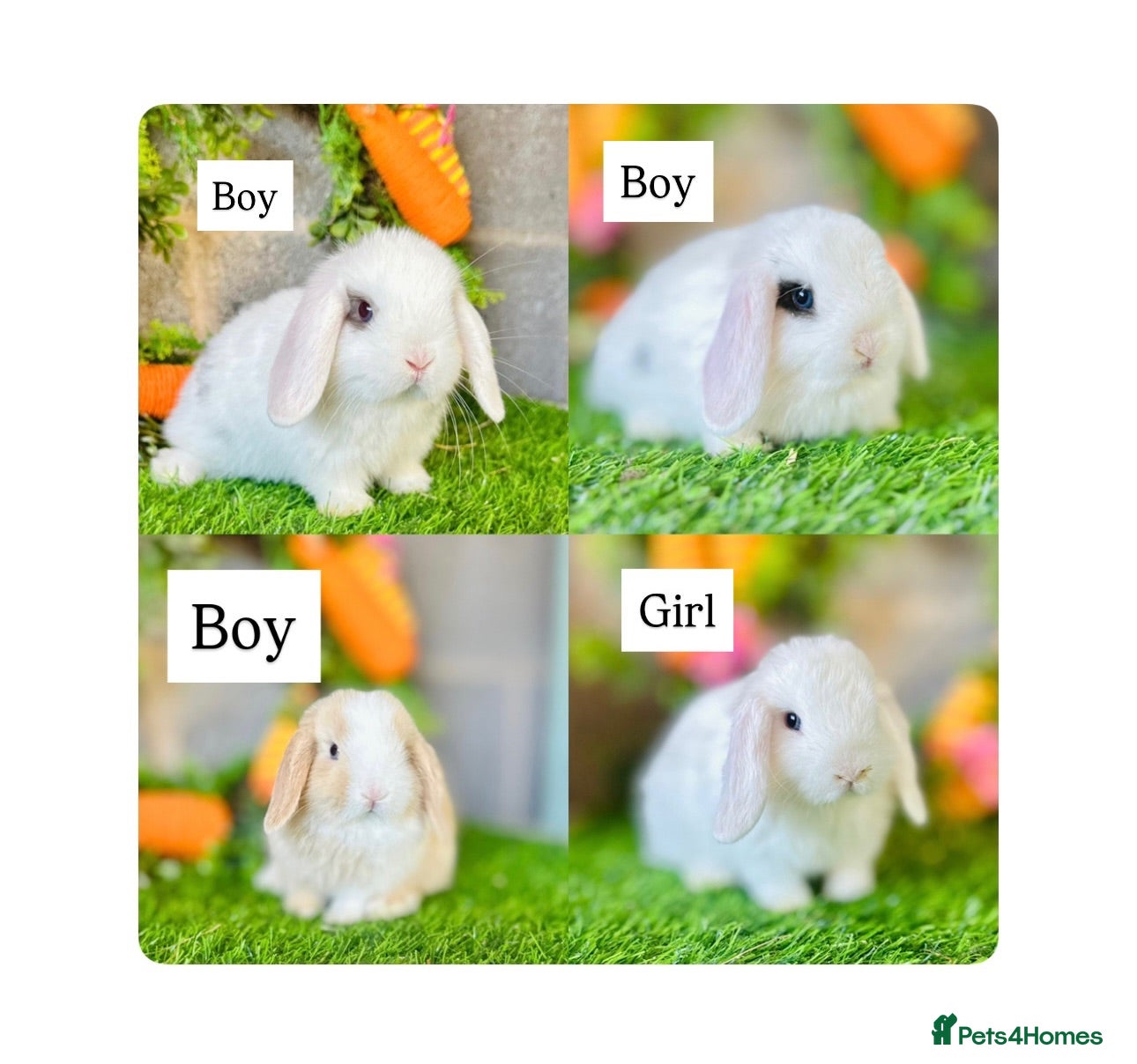 Mini Lop rabbits Mini Lops - Advert 3