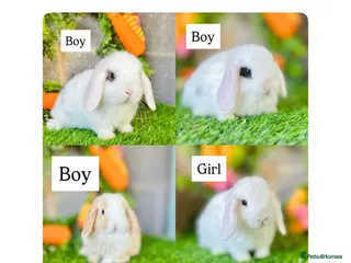 Mini Lop rabbits Mini Lops - Advert 3
