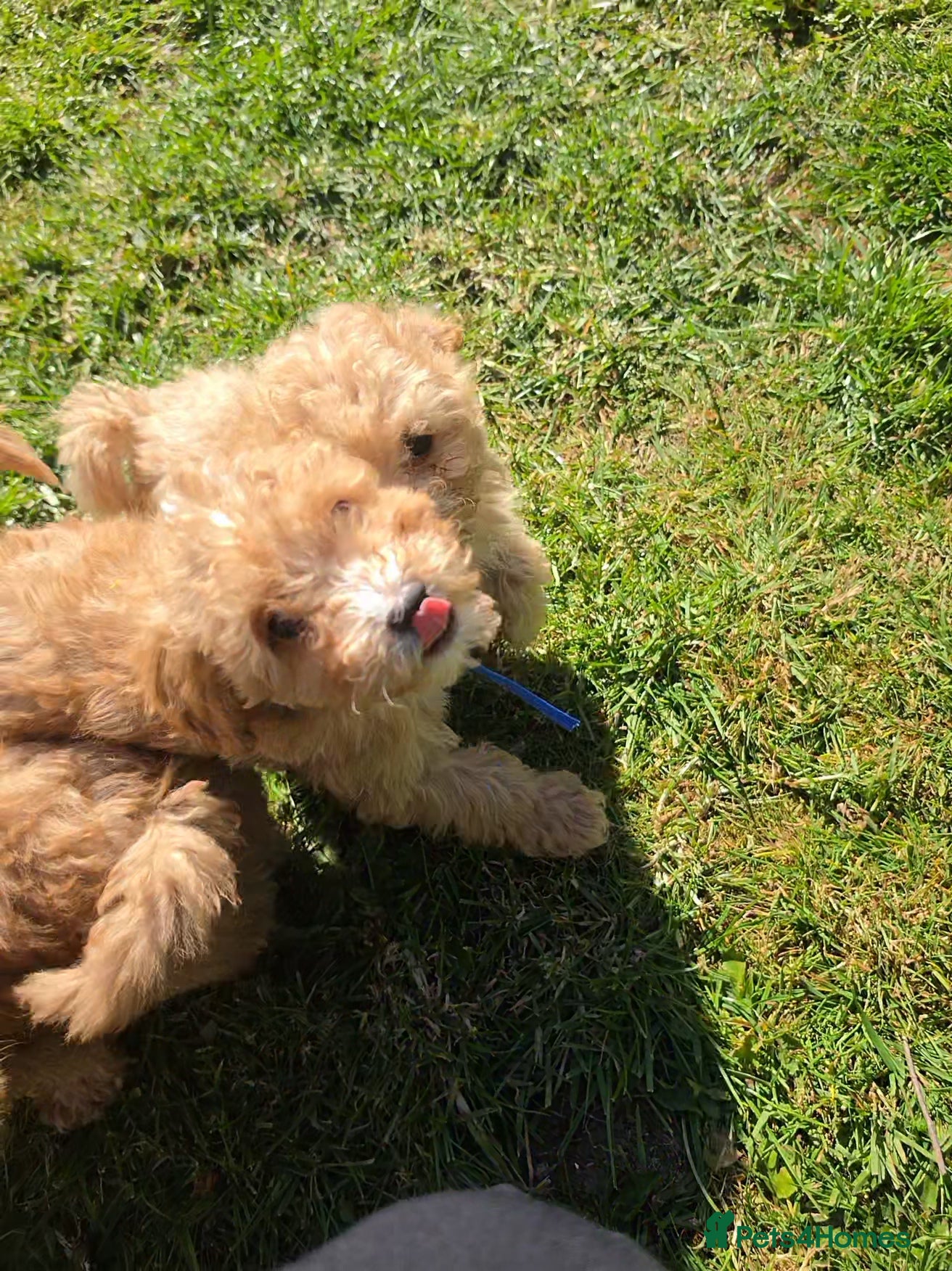 Poochon dogs for sale: Boys 850 , Girls 1050  - Advert 22