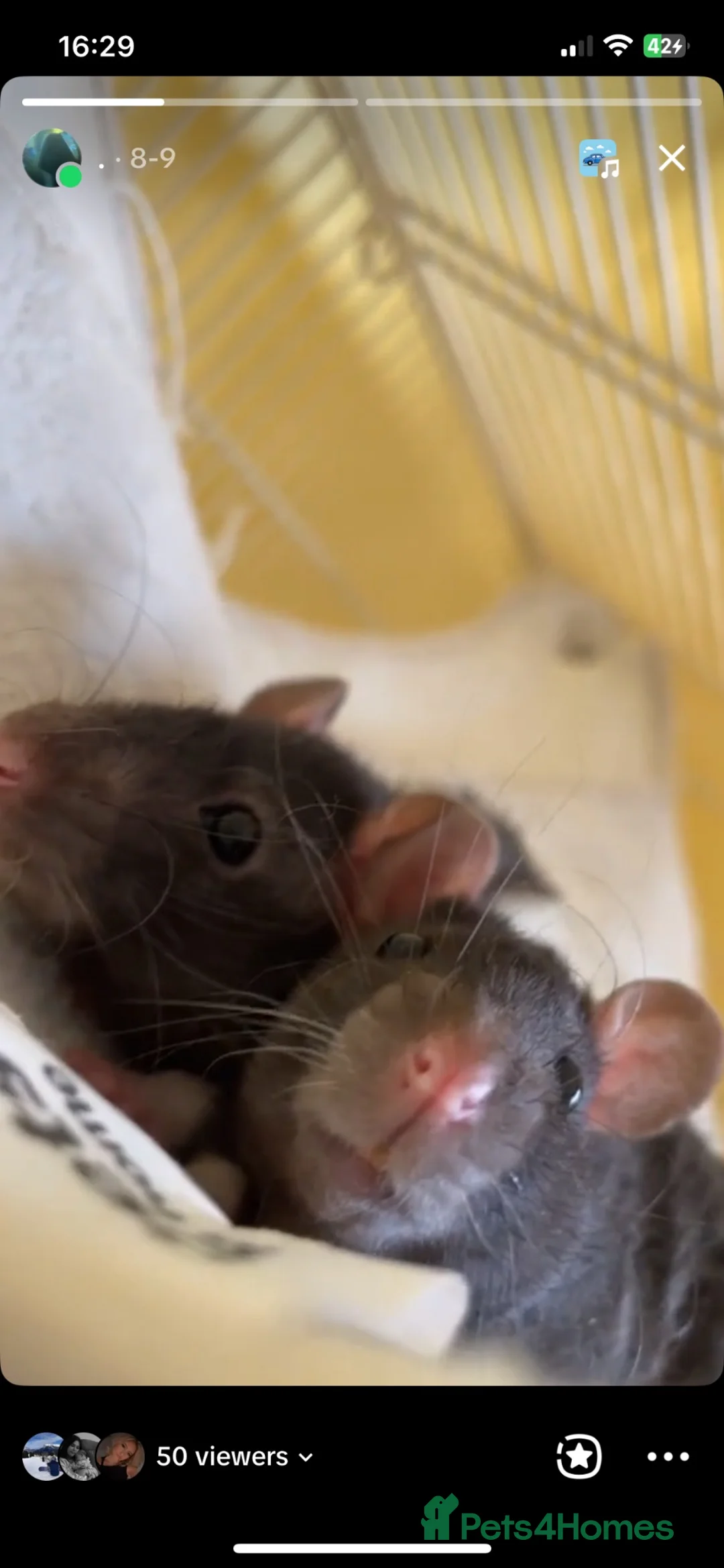 Rat rodents for sale: Faith and hope  in Musselburgh - Advert 3