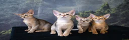 Abyssinian cats for sale: Pure Silver Abyssinian Champion Lines 🏆 Tica - Advert 11