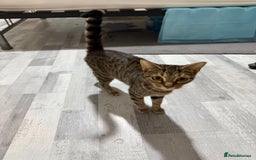 British Shorthair cats for sale: Pure tabby kittens - Image 5