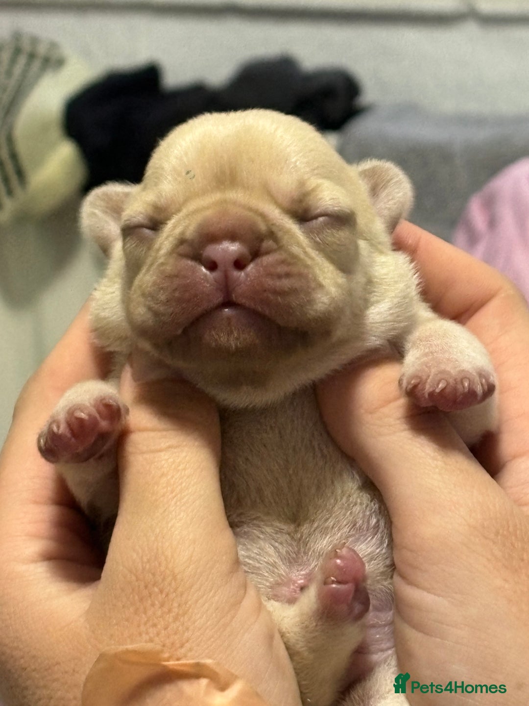 French Bulldog dogs for sale: French bulldog girl - Advert 11