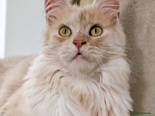 Maine Coon cats High Red Smoke 66/66 Polydactyl European line - Advert 2