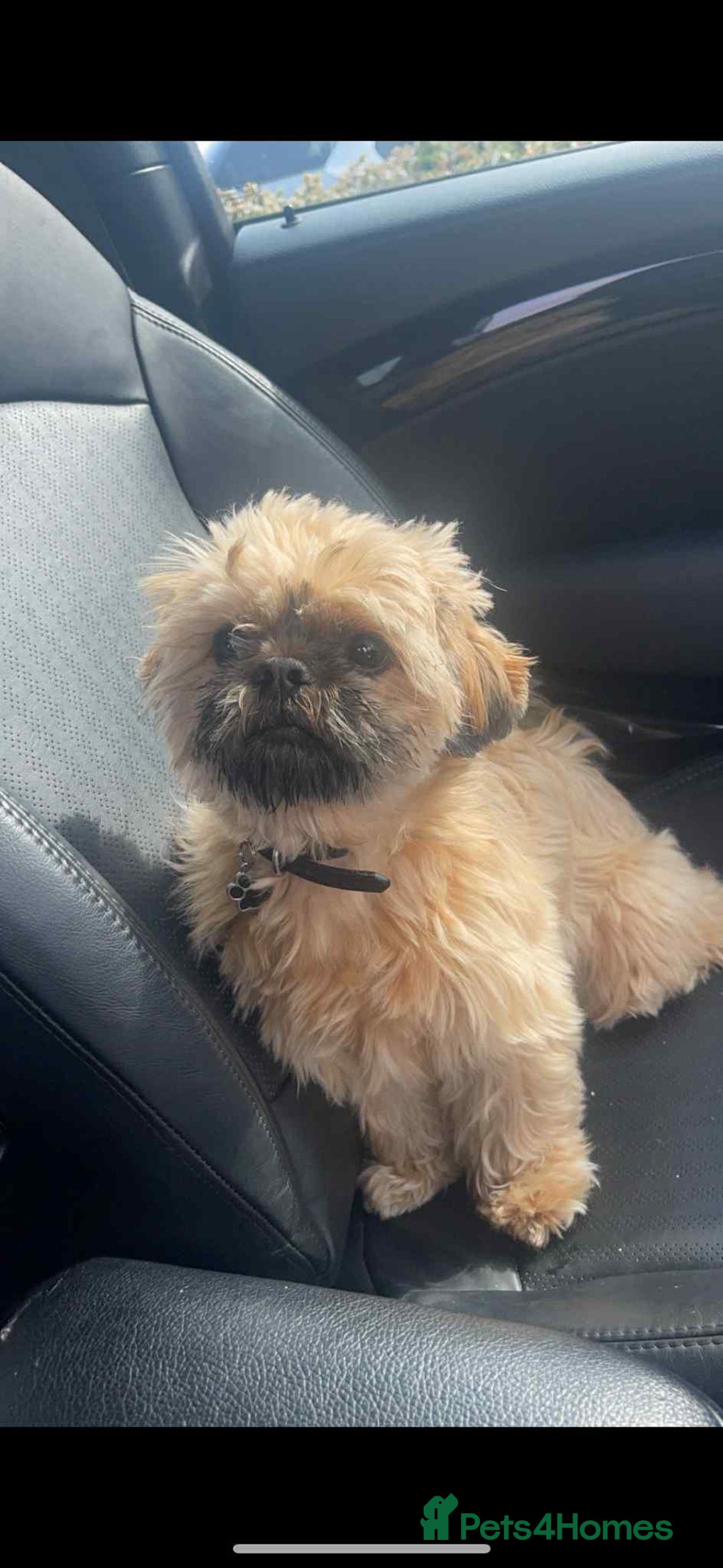 Shih Tzu dogs for sale: Shih tzu older boy - Advert 7