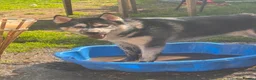 Siberian Husky dogs for stud: Full bread Siberian husky for STUD in Ringwood - Advert 4