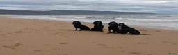 Cocker Spaniel dogs for sale: Cocker spaniel male black KC reg - Advert 8