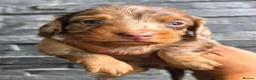 Miniature Dachshund dogs for stud: **RogueRoyales Stud Cartier** PRA Clear  - Advert 12