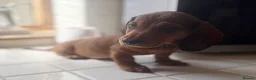 Miniature Dachshund dogs for sale: Stunning Miniature Dachshunds  - Advert 6