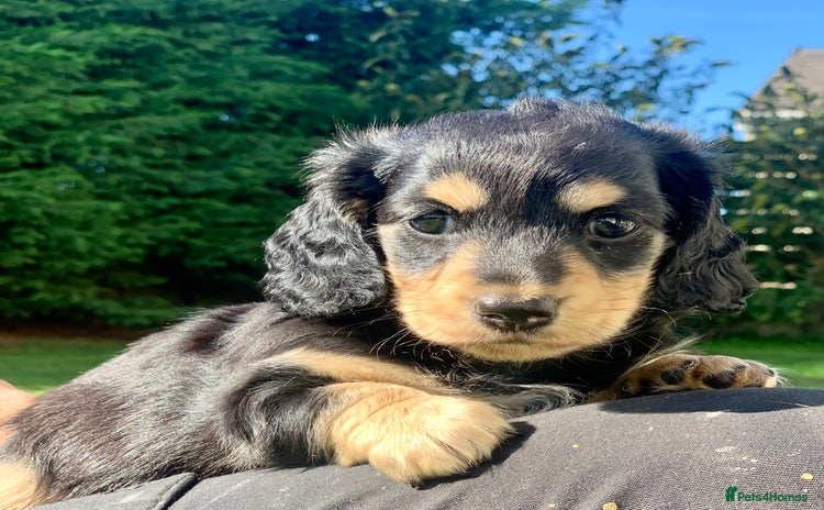 Miniature Dachshund dogs - Advert 4