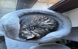 Mixed Breed cats for sale: Adorable Playful Happy Mixed breed kittens - Image 24