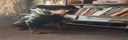 Dobermann dogs for stud: Stud Dog European Dobermann  - Advert 2