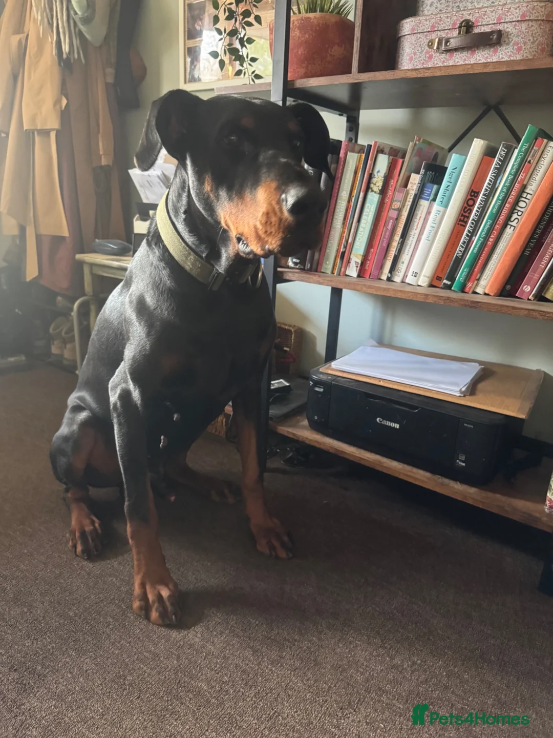 Dobermann dogs for stud: Stud Dog European Dobermann  - Advert 2