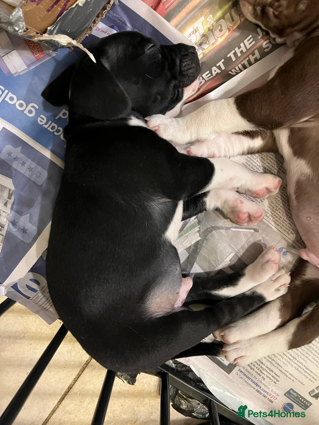 Mixed Breed dogs for sale: 🐾Sweet-natured Spaniel x Bulldog male puppy🐾 in London - Advert 11