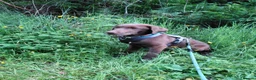 Labrador Retriever dogs for sale: KC Chocolate Labrador from Health Test Parents - Advert 3
