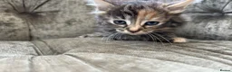Mixed Breed cats for sale: Long haired female kittens  - Advert 17