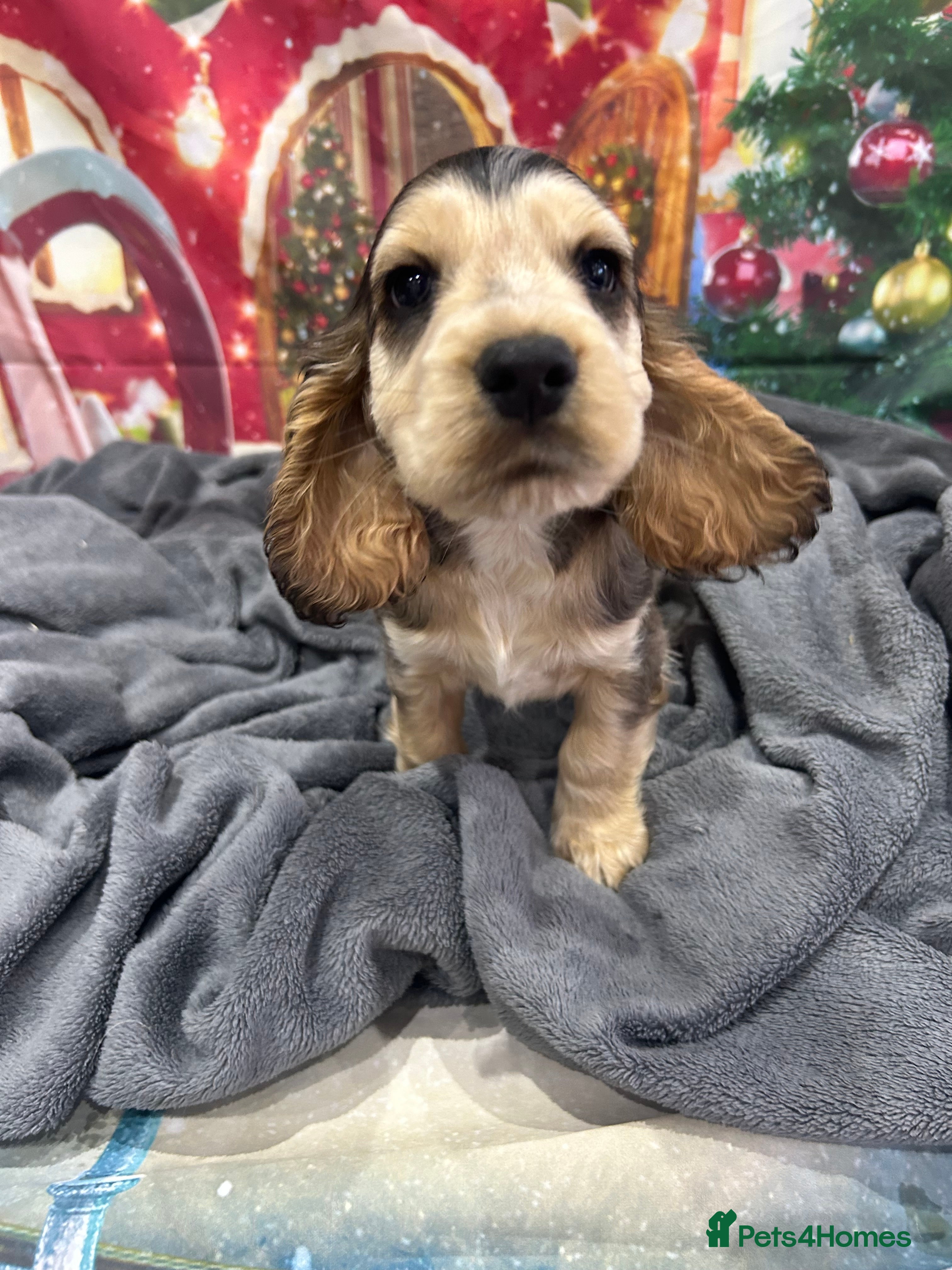 Cocker Spaniel dogs KC registered, health tested, Show cocker spaniels - Advert 6