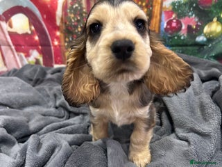 Cocker Spaniel dogs KC registered, health tested, Show cocker spaniels - Advert 6