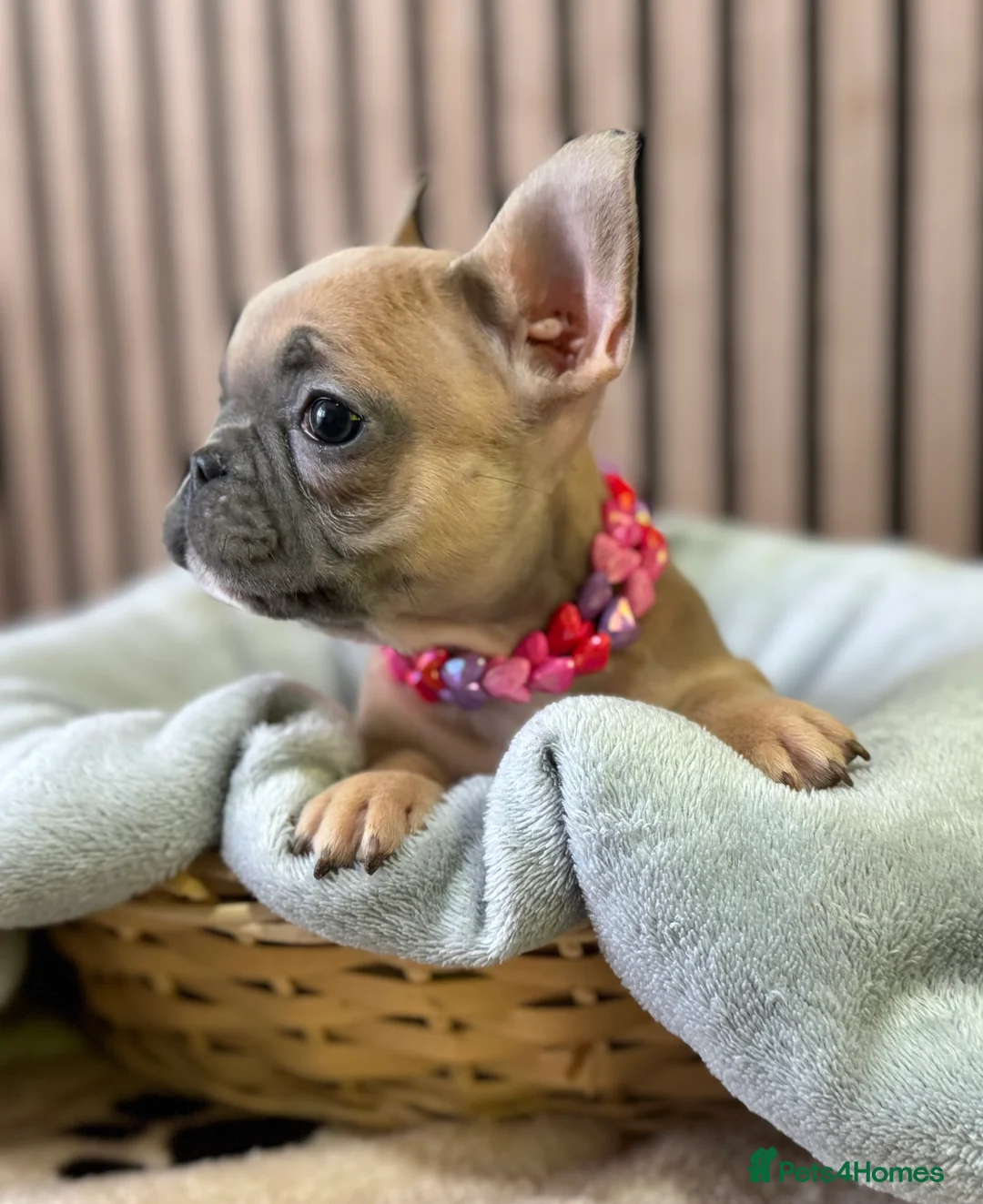 French Bulldog dogs for sale: KC REGISTERED FRENCH BULLDOG 🐶 - Advert 16