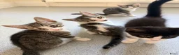 Mixed Breed cats for sale: Cute maine coone + domestic shorthair kittens - Advert 10