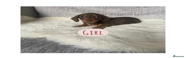 Miniature Dachshund Puppy Girl