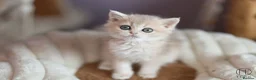 British Shorthair cats for sale: TICA Blue Golden BSH/BLH kittens looking for homes - Advert 8