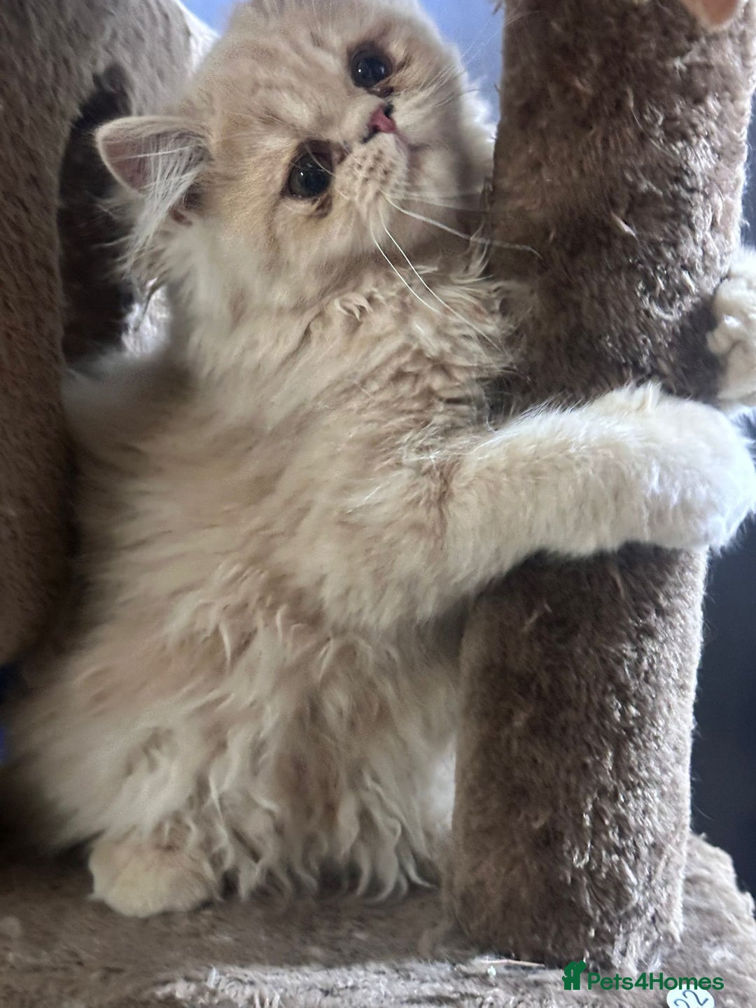 Persian cats for sale: Persian kittens - Image 4