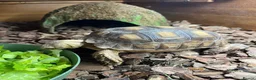 Tortoise reptiles for sale: Sulcata tortoise  - Advert 4