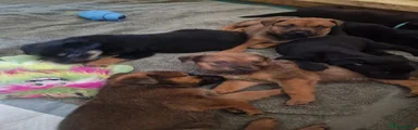 Mixed Breed 1