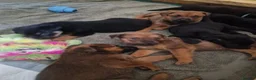 Mixed Breed dogs for sale: Beautiful Rottweiler Cross Puppies  in Keighley - Advert 3