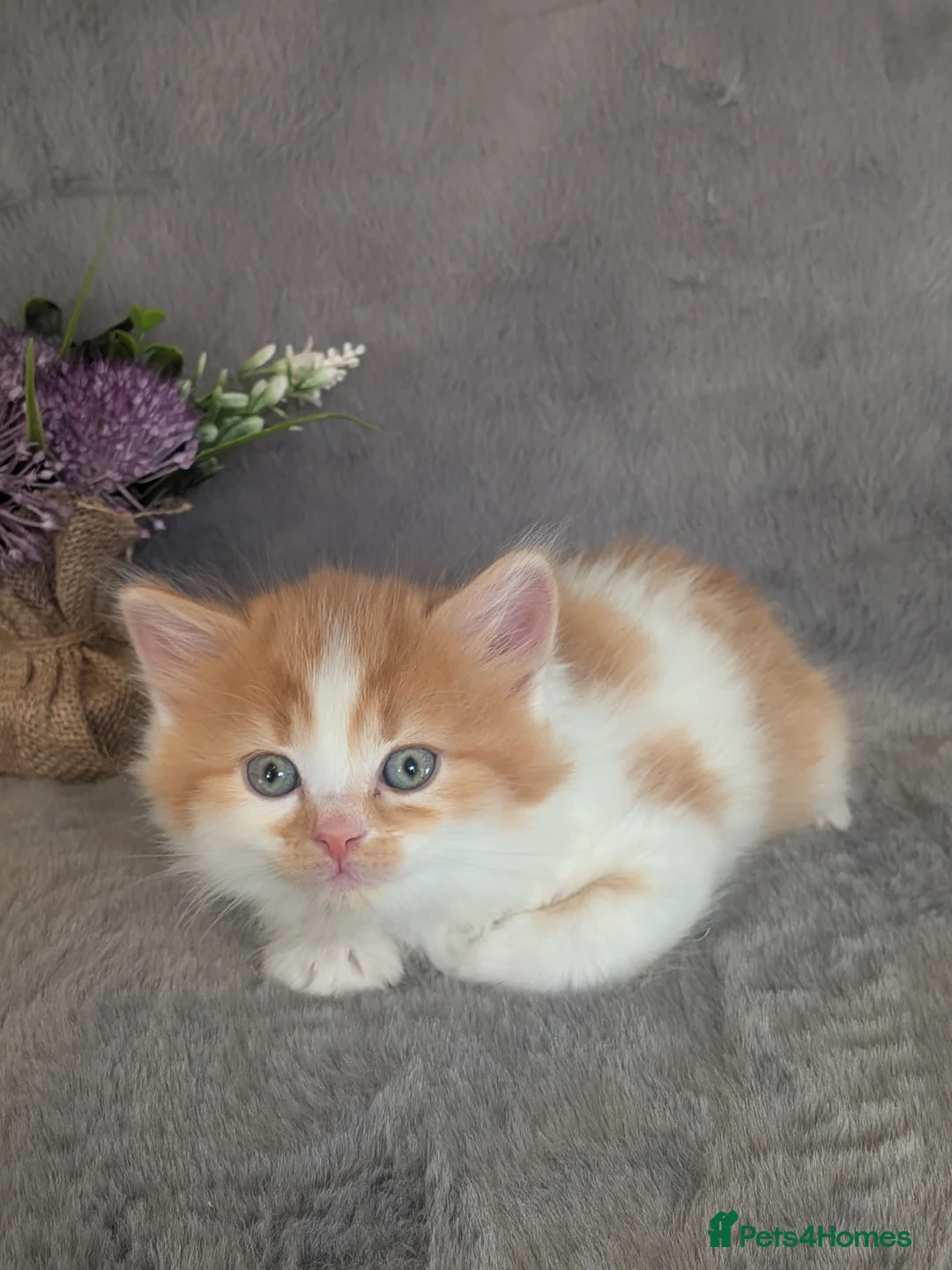 Selkirk Rex cats for sale: Beautiful Kittens – From Pedigree Selkirk Rex Mum - Advert 35