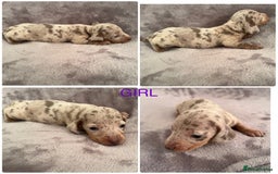 Miniature Dachshund dogs for sale: *ISABELLA DAPPLE MINATURE DACHSHUND PUPPIES* - Advert 2