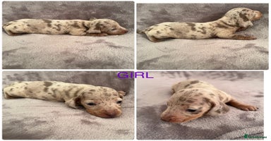 Miniature Dachshund dogs *ADORABLE ISABELLA DAPPLE PUPPIES* - Advert 5