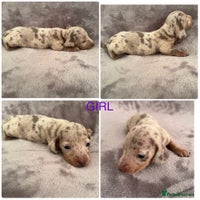Miniature Dachshund dogs *ADORABLE ISABELLA DAPPLE PUPPIES* - Advert 5