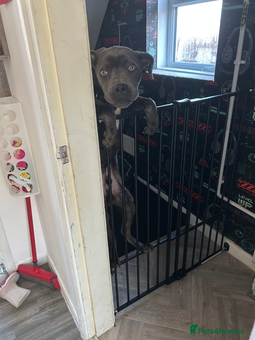 Cane Corso dogs for sale: 6-7 month old Male cane corso - Advert 5