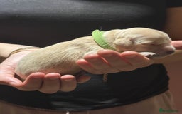 Golden Retriever dogs for sale: Golden Retriever Puppies for Sale - Image 17