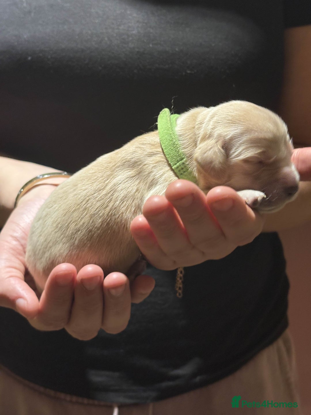 Golden Retriever dogs for sale: Golden Retriever Puppies for Sale - Image 17