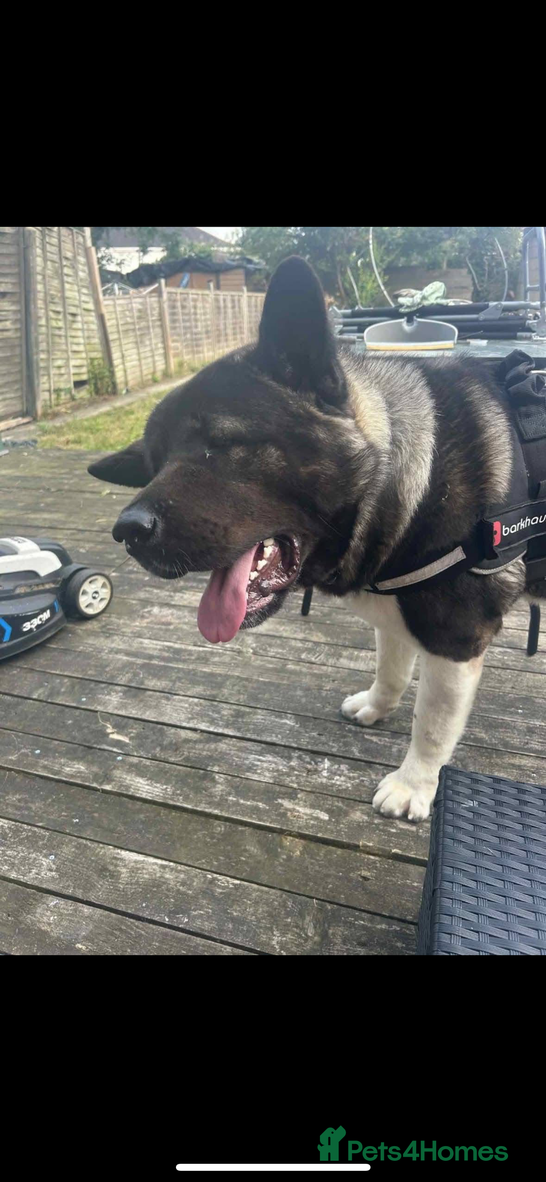 Akita dogs for sale: Bear American akita - Image 6