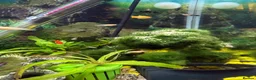 Other/Mixed Breed fish for sale: Tropical fish - mollies, platies and guppies - Advert 2