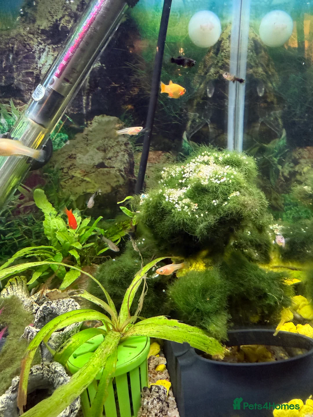 Other/Mixed Breed fish for sale: Tropical fish - mollies, platies and guppies - Advert 2