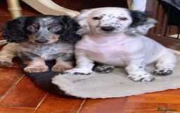 Dachshund dogs for sale: Sale of Stunning Dachshund Puppies starting at  - Image 1