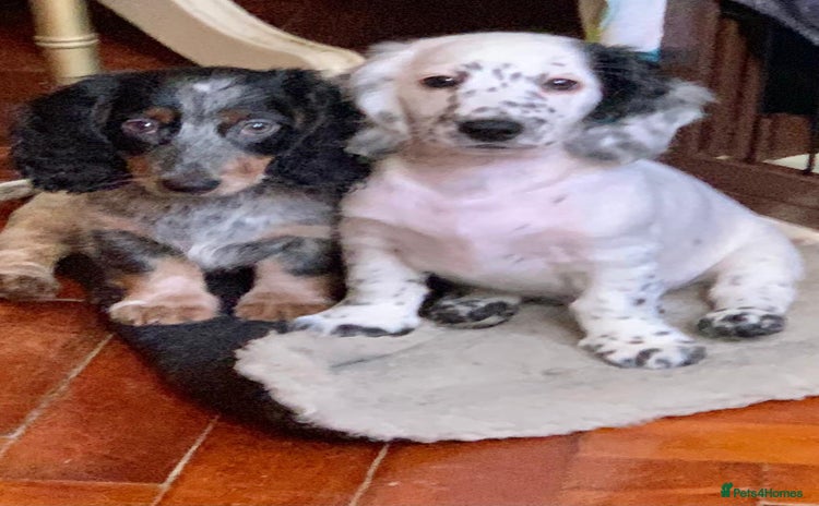 Dachshund dogs - Advert 5