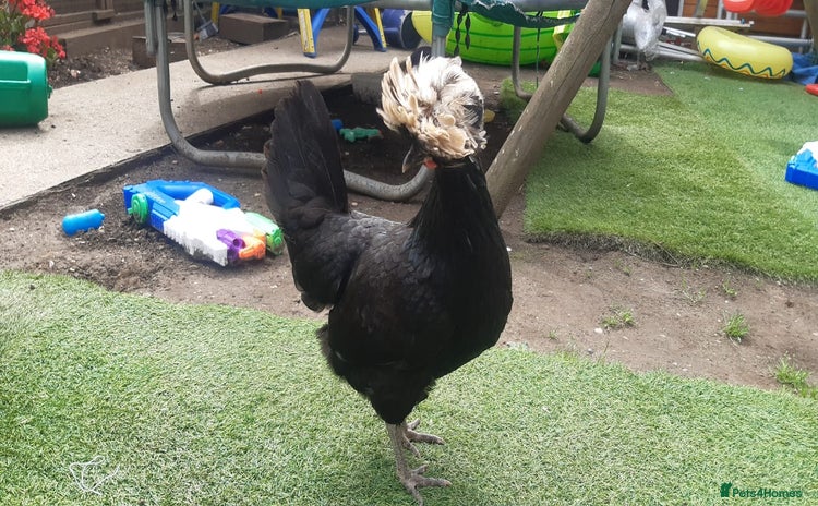 Chickens poultry - Advert 14