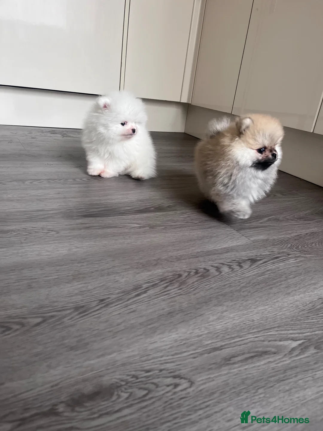 Pomeranian dogs for sale: 💙Teddy Face🐻Super Quality  - Advert 1