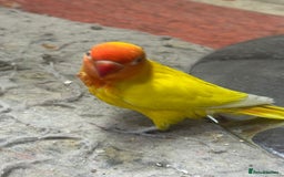 Lovebirds birds for sale: Baby hand reared Lovebird (mixed colours)  - Image 3
