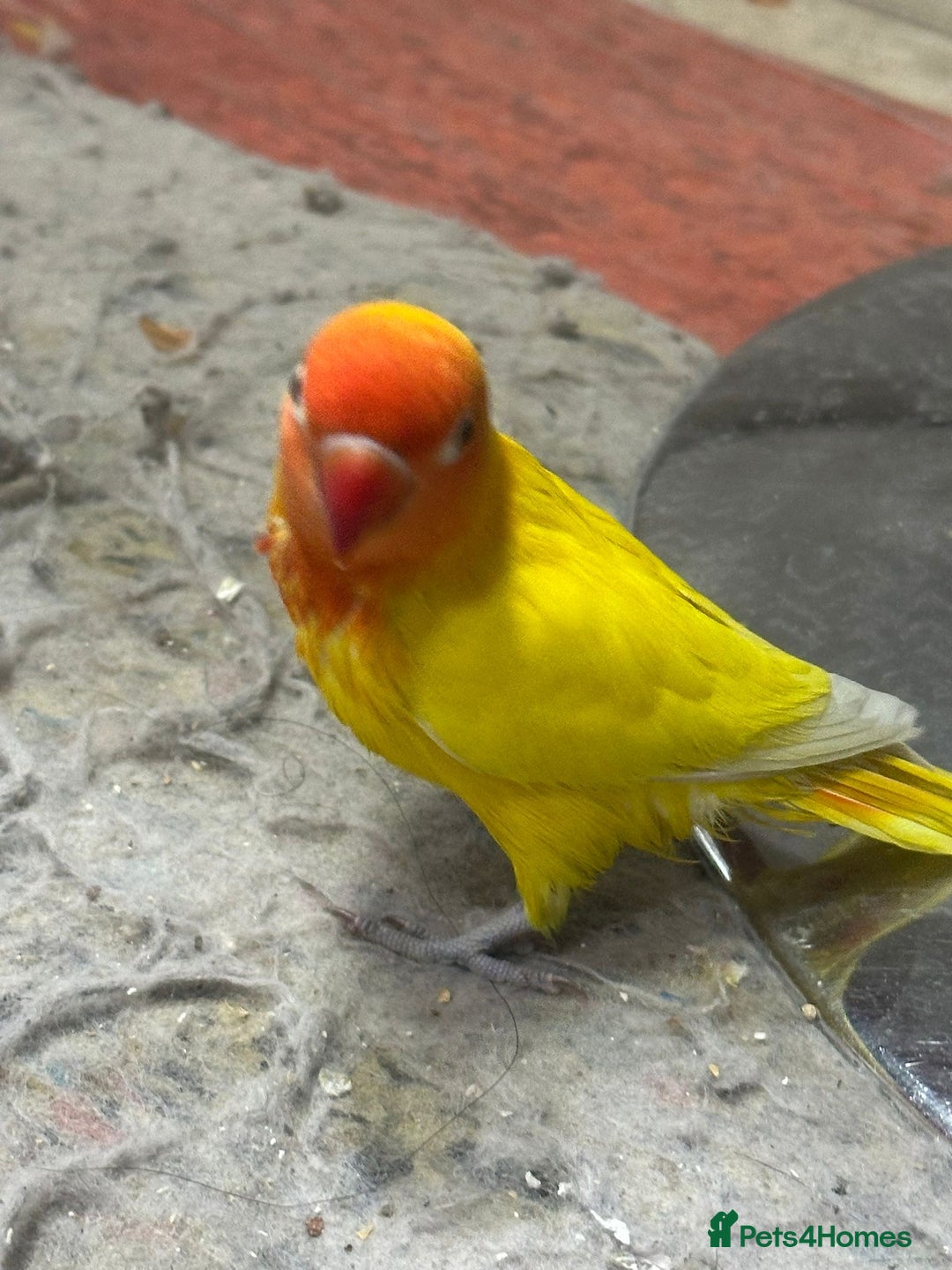 Lovebirds birds for sale: Baby hand reared Lovebird (mixed colours)  - Image 3